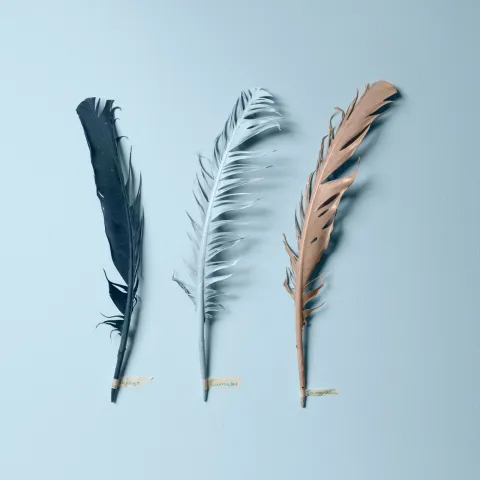 Tikkurila Color Now 2021